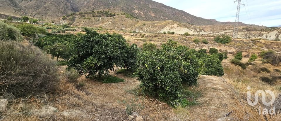 Terreny agrícola de 16.900 m² a Illar (04431)