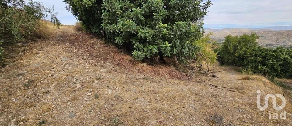 Terreny agrícola de 16.900 m² a Illar (04431)