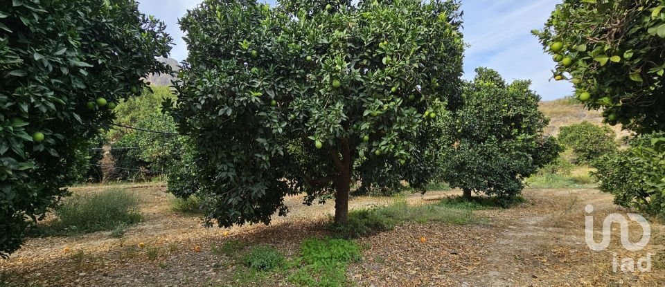 Terreny agrícola de 16.900 m² a Illar (04431)