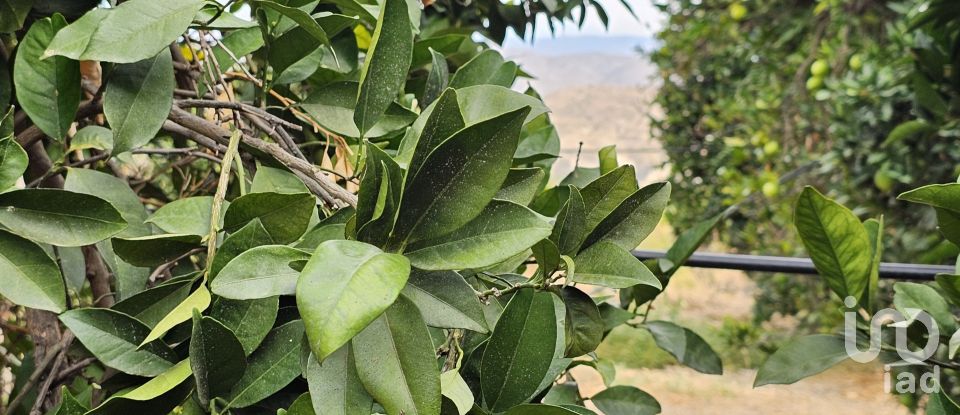 Terreny agrícola de 16.900 m² a Illar (04431)