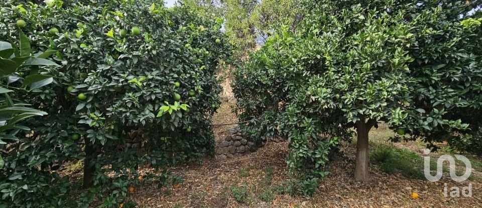 Terreny agrícola de 16.900 m² a Illar (04431)