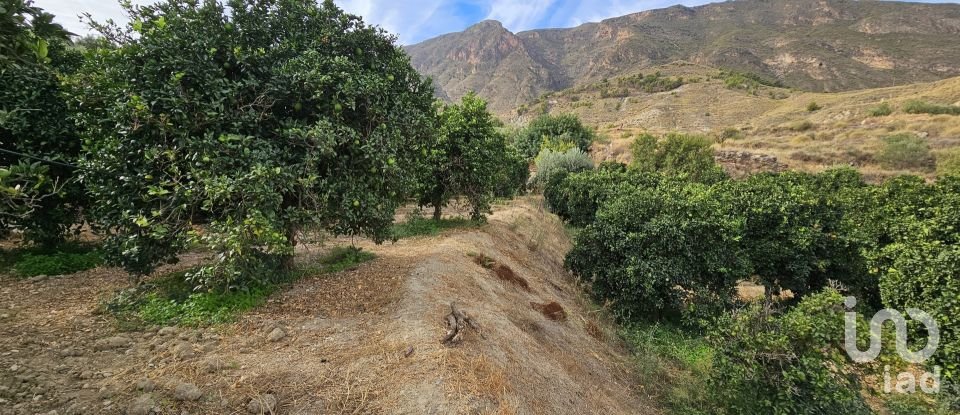 Terreny agrícola de 16.900 m² a Illar (04431)
