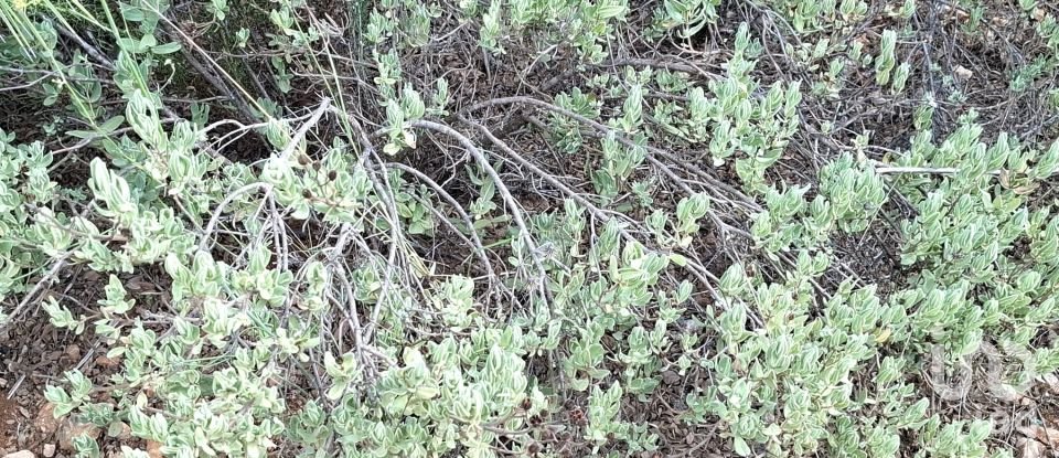 Terreno de 10.350 m² en Benidoleig (03759)