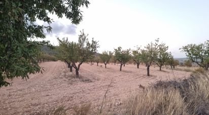 Land of 21,460 m² in Salinas (03638)