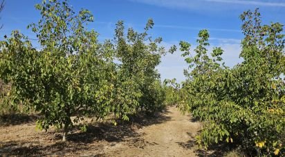 Farm land of 255,000 m² in Gandesa (43780)