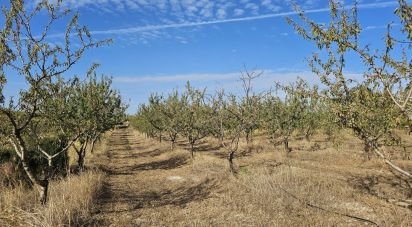 Farm land of 255,000 m² in Gandesa (43780)