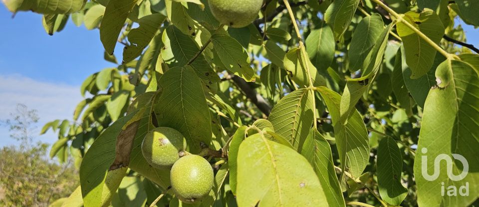 Farm land of 255,000 m² in Gandesa (43780)