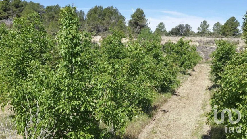 Farm land of 255,000 m² in Gandesa (43780)