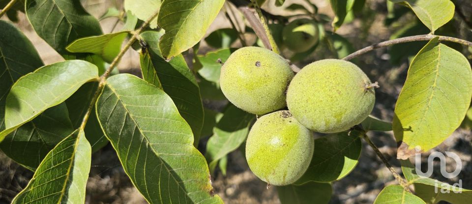 Farm land of 255,000 m² in Gandesa (43780)