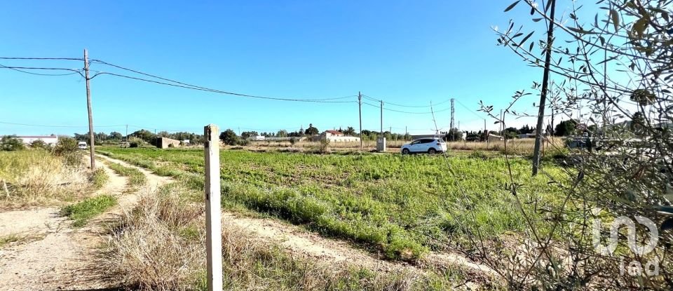 Terrain de 3 688 m² à Amposta (43870)