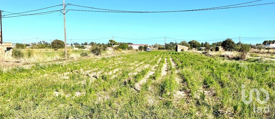 Terrain de 3 688 m² à Amposta (43870)