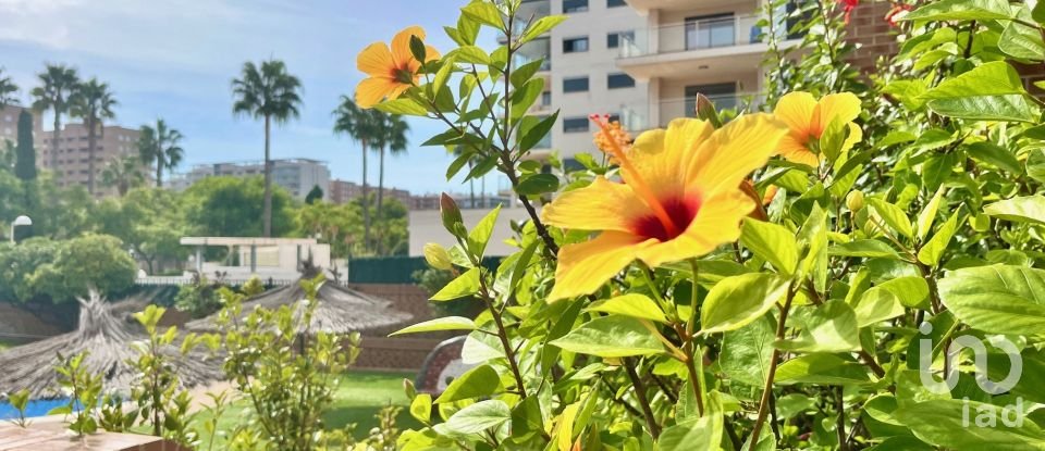 Piso 2 habitaciones de 62 m² en Oropesa/Oropesa del Mar (12594)