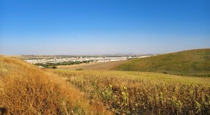 Farm land of 77,497 m² in Écija (41400)