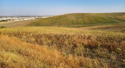 Farm land of 77,497 m² in Écija (41400)