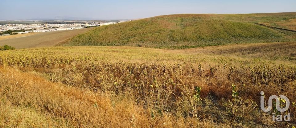 Terreno agricola de 77.497 m² en Écija (41400)