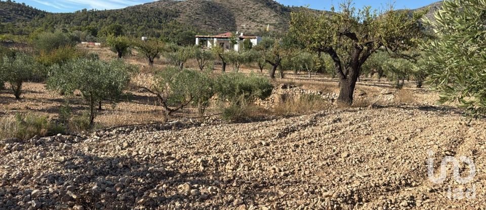 Terreny de 10.000 m² a La Romana (03669)