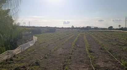 Land of 28,329 m² in Partida El Pinet (03194)