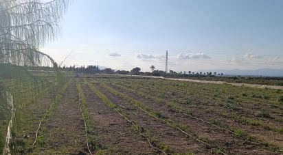 Land of 28,329 m² in Partida El Pinet (03194)