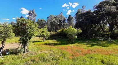 Land of 24,682 m² in Villablanca (21590)