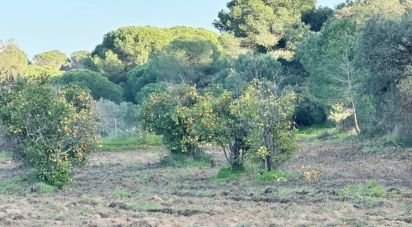 Land of 24,682 m² in Villablanca (21590)