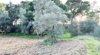 Land of 24,682 m² in Villablanca (21590)