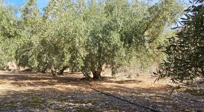 Land of 22,500 m² in Illar (04431)