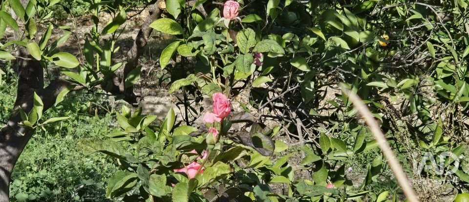 Terreno de 22.500 m² en Illar (04431)