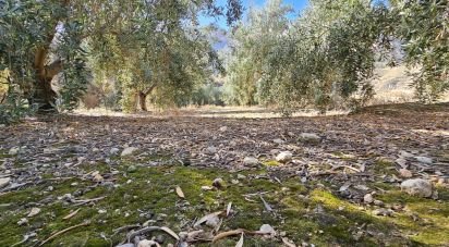 Land of 22,500 m² in Illar (04431)