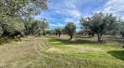 Land of 17,344 m² in Observatorio del Ebro (43529)