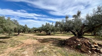 Farm land of 46,025 m² in Roquetes (43520)