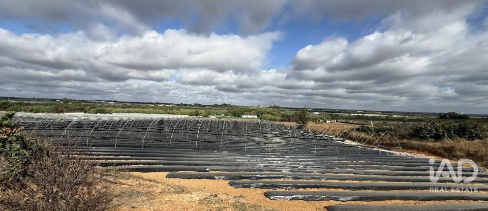 Terreno agricola de 18.854 m² en Lepe (21440)