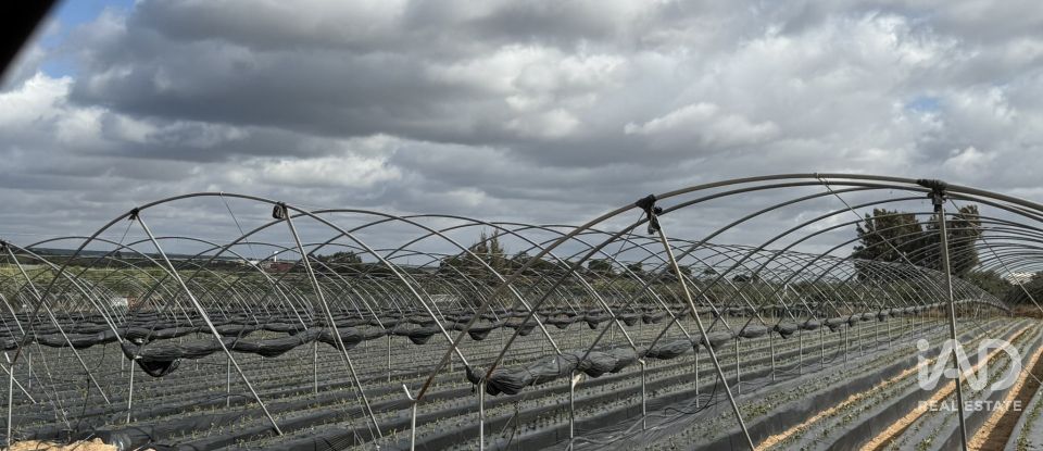 Terreno agricola de 18.854 m² en Lepe (21440)