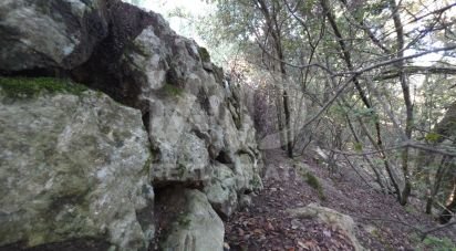 Land of 1,716 m² in Escorca (07315)