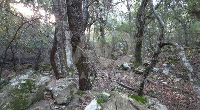 Land of 1,716 m² in Escorca (07315)