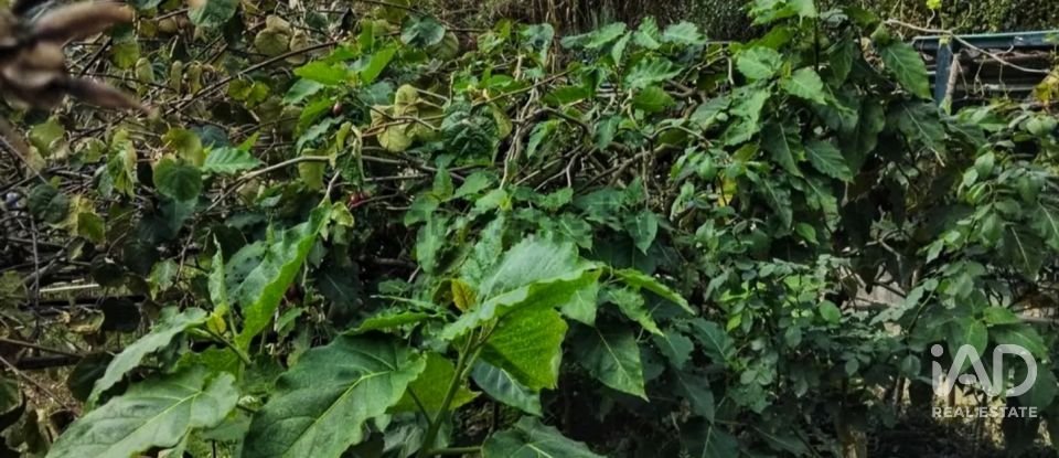 Terreny de 2.000 m² a Zierbena (48508)