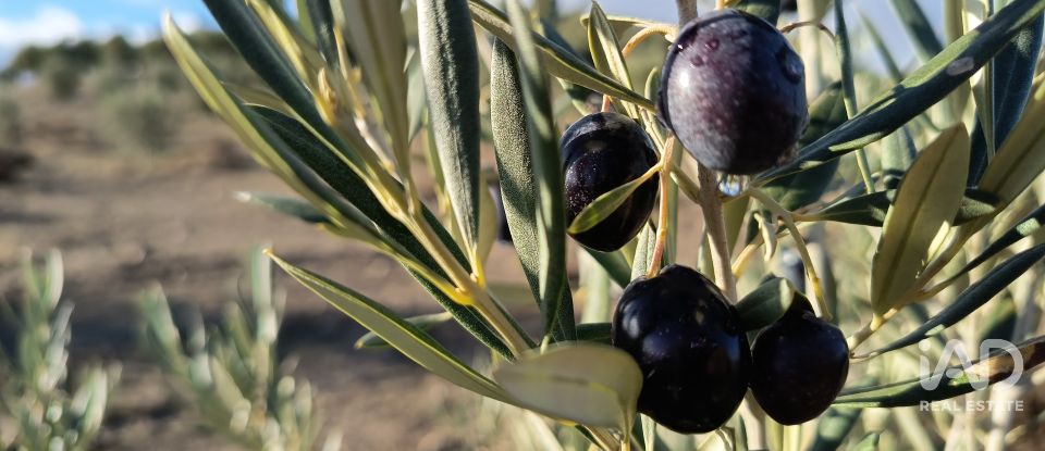 Terreny de 308.000 m² a Alamedilla (18520)