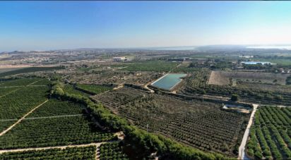 Land of 41,570 m² in Algorfa (03169)