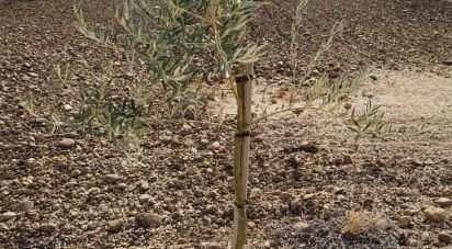 Farm land of 50,000 m² in Cañada Rosal (41439)