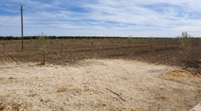 Farm land of 50,000 m² in Cañada Rosal (41439)