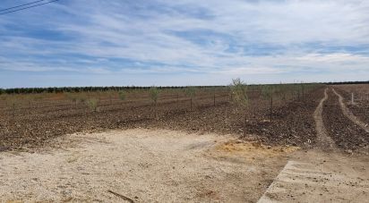Farm land of 50,000 m² in Cañada Rosal (41439)