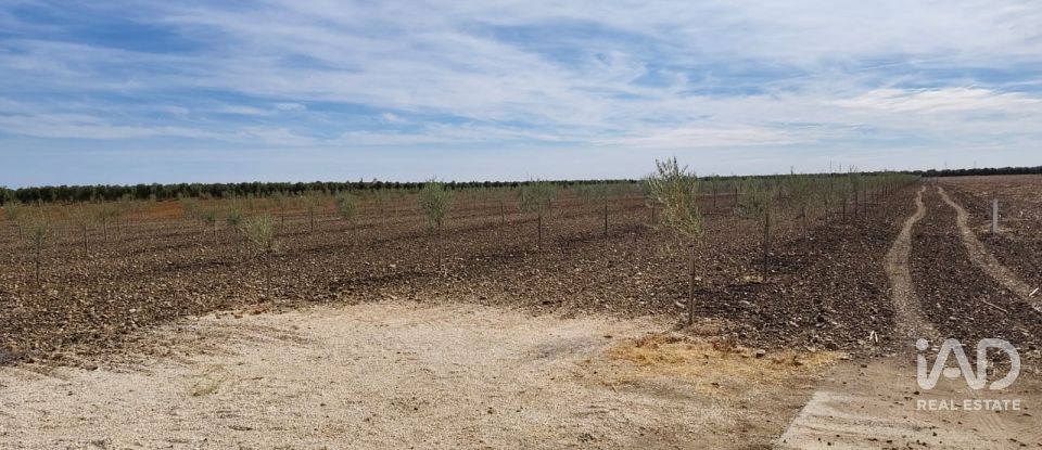 Terreno agricola de 50.000 m² en Cañada Rosal (41439)