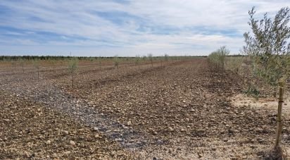 Farm land of 50,000 m² in Cañada Rosal (41439)