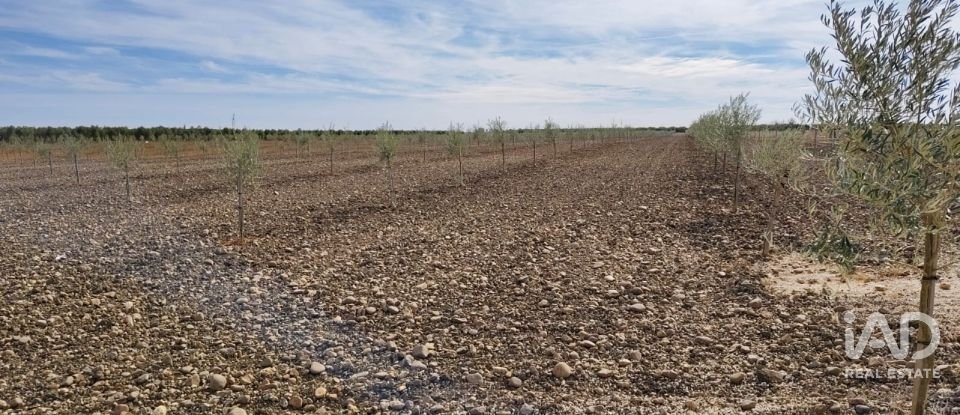 Terreno agricola de 50.000 m² en Cañada Rosal (41439)