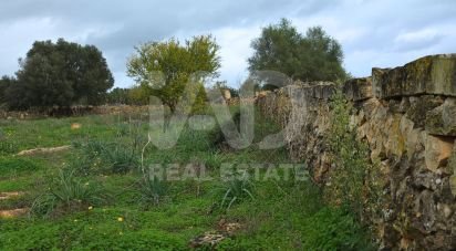 Land of 14,125 m² in Santa Margalida (07450)