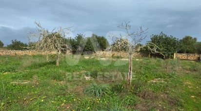 Land of 14,125 m² in Santa Margalida (07450)