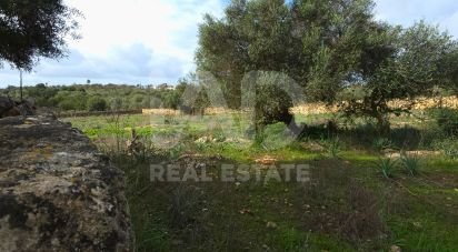 Land of 14,125 m² in Santa Margalida (07450)