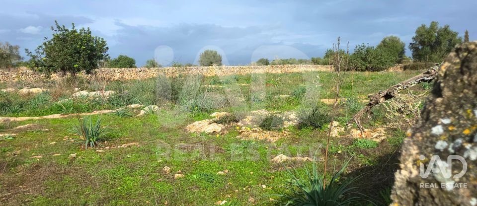 Land of 14,125 m² in Santa Margalida (07450)