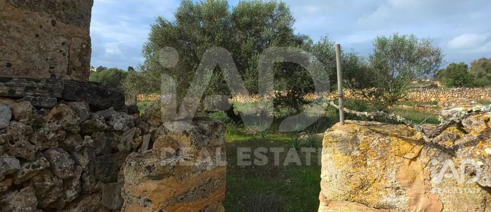 Land of 14,125 m² in Santa Margalida (07450)