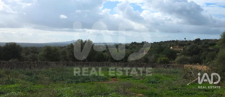 Land of 14,125 m² in Santa Margalida (07450)