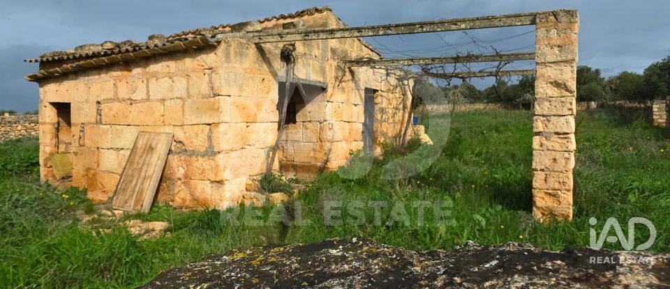 Land of 14,125 m² in Santa Margalida (07450)